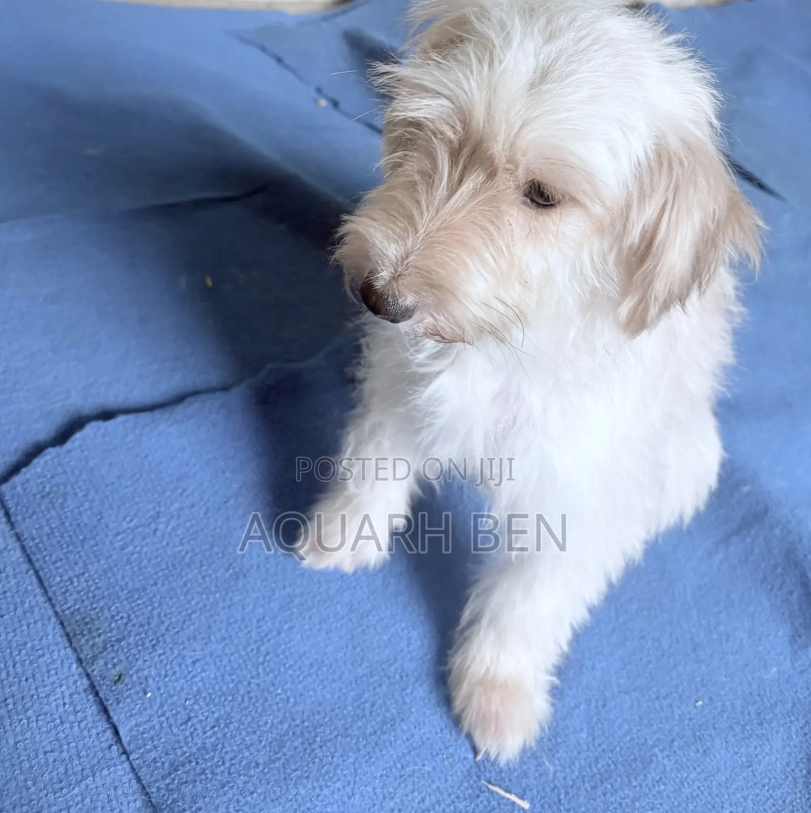 3-6 months Male Mixed Breed Maltese