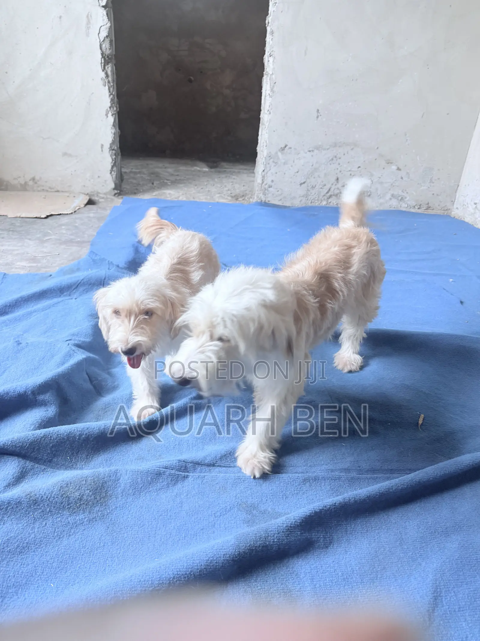 3-6 months Male Mixed Breed Maltese