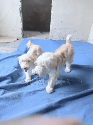 3-6 months Male Mixed Breed Maltese