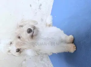 3-6 months Male Mixed Breed Maltese
