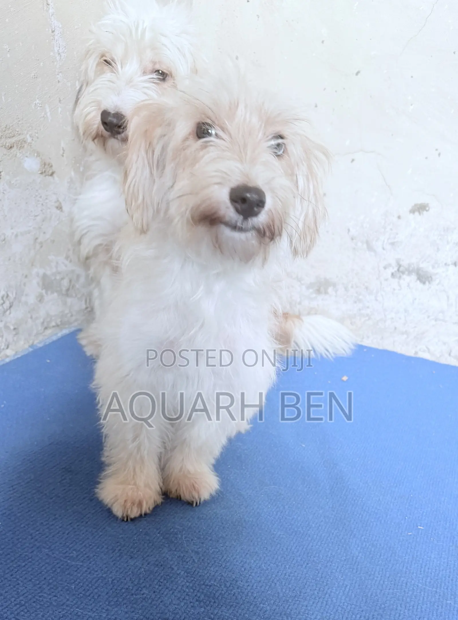 3-6 months Male Mixed Breed Maltese