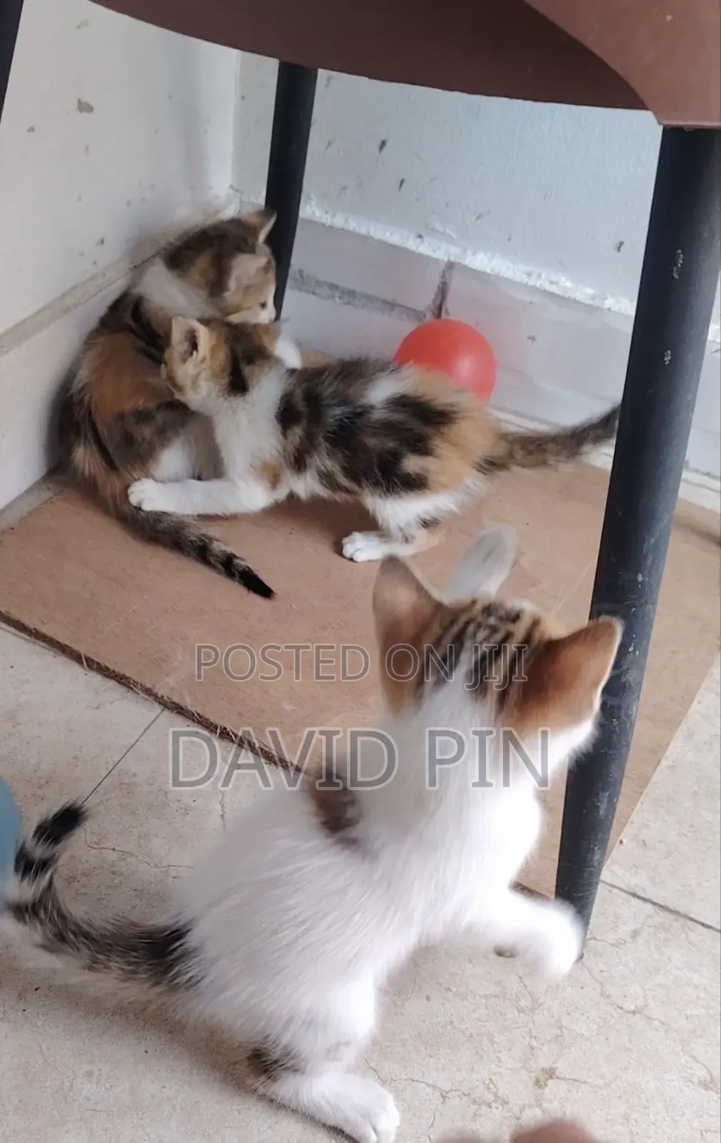 1-3 months Female Mixed Breed Ragdoll