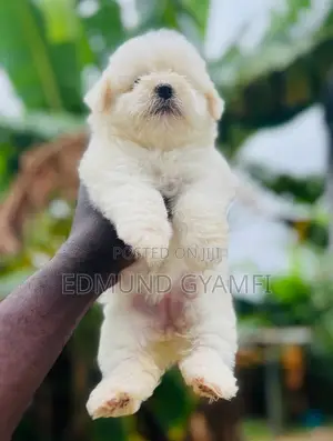 1-3 months Female Purebred Maltese