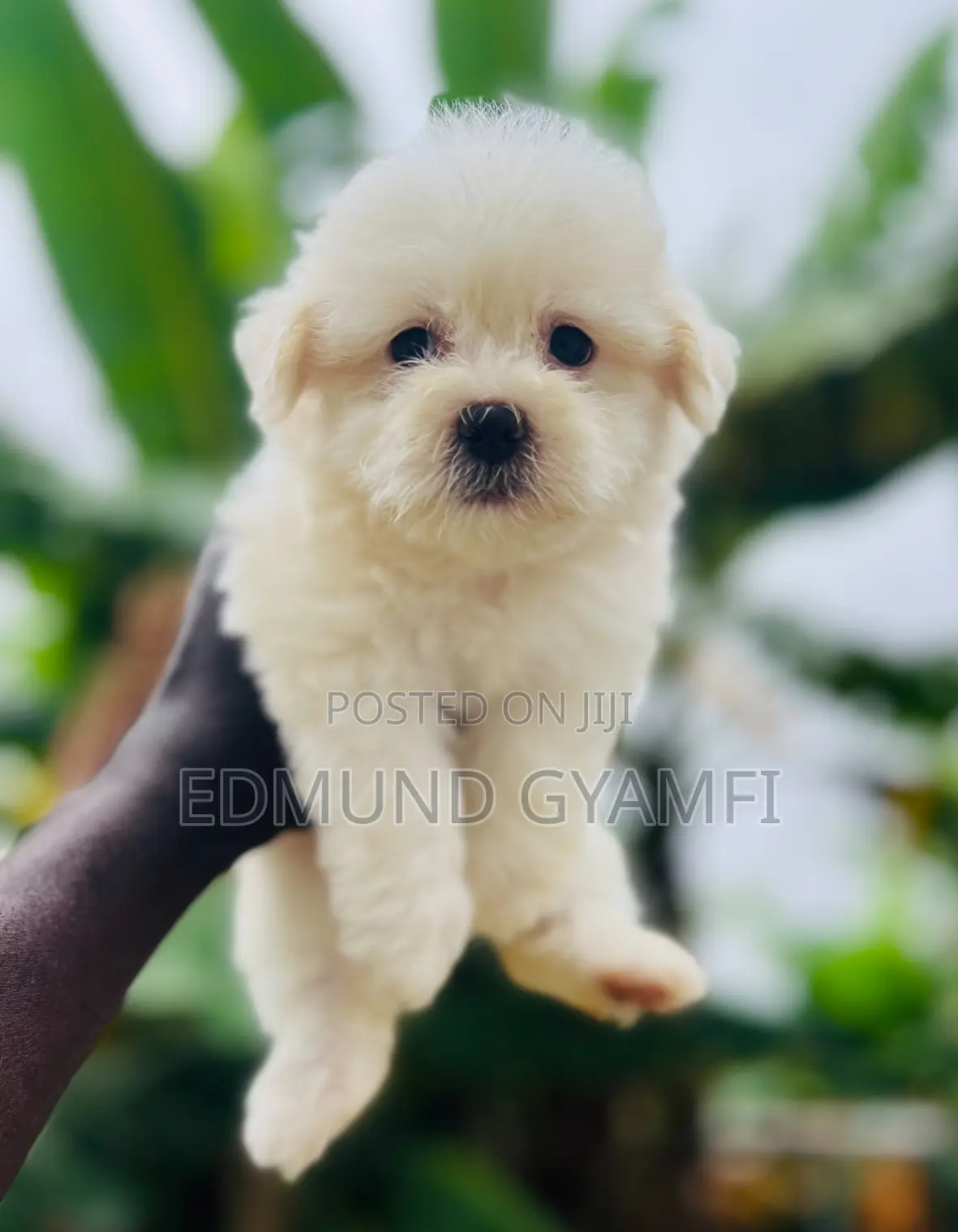 1-3 months Female Purebred Maltese