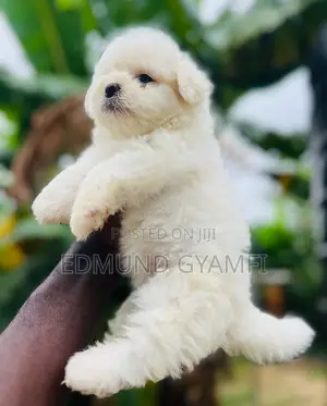 1-3 months Female Purebred Maltese