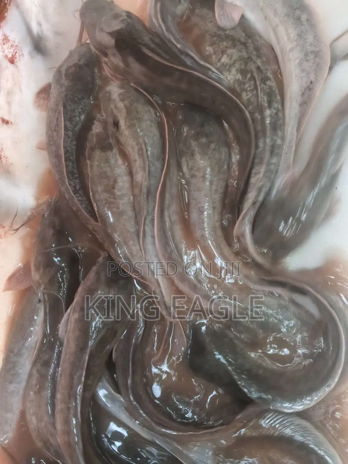 Fresh Catfish