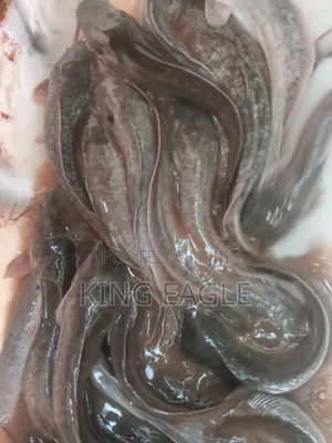 Fresh Catfish