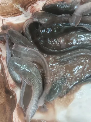 Fresh Catfish