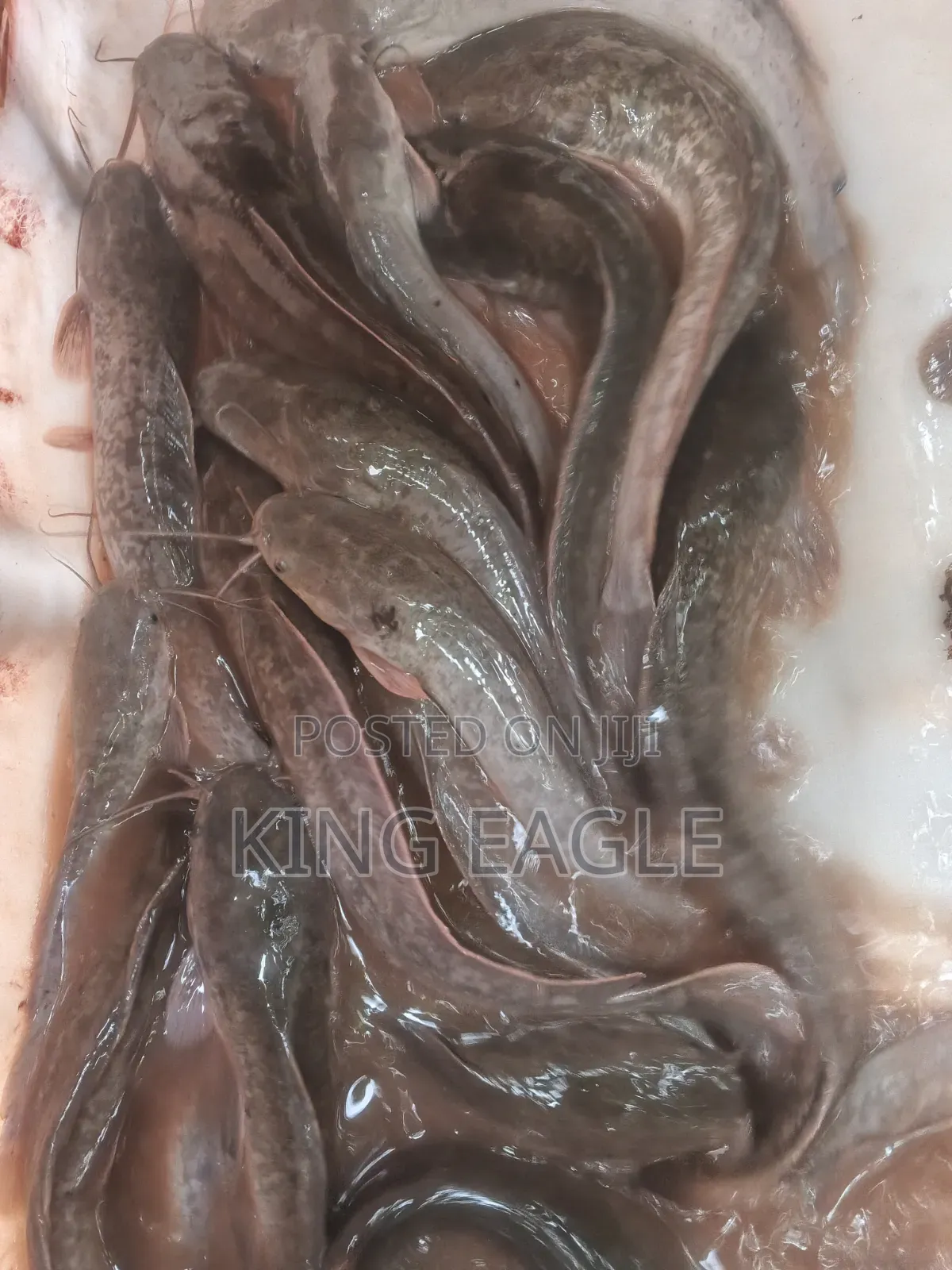 Fresh Catfish
