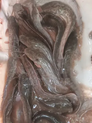 Fresh Catfish