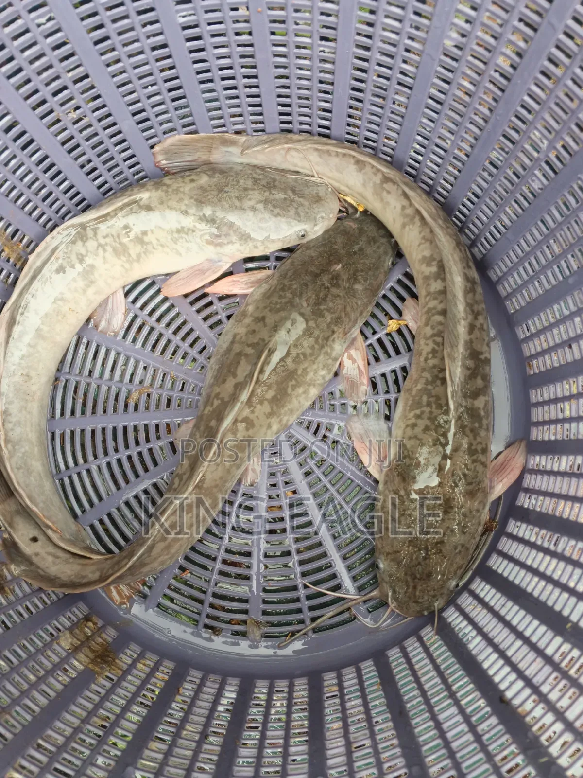 Fresh Catfish
