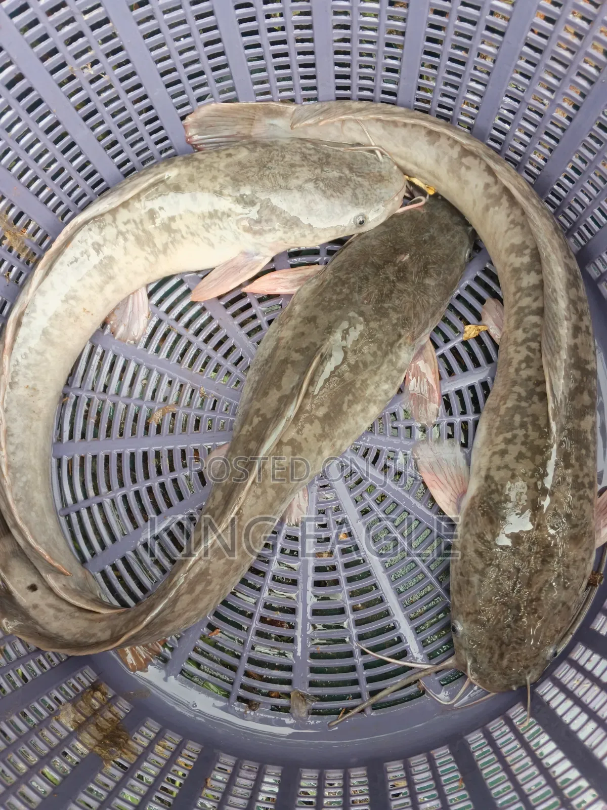 Fresh Catfish