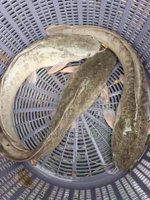 Fresh Catfish