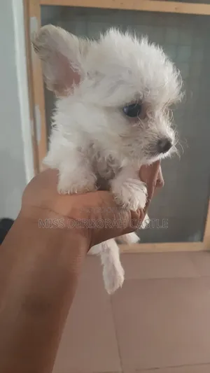 1-3 months Male Purebred Poodle