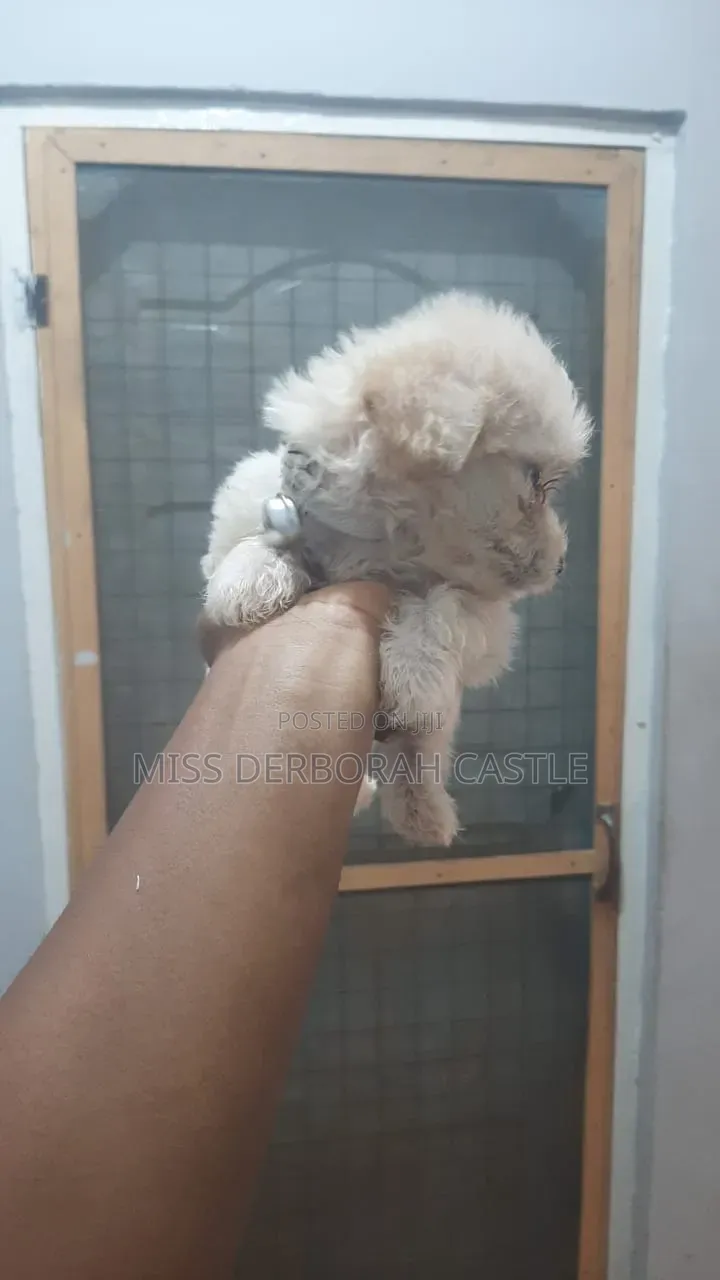 1-3 months Male Purebred Poodle