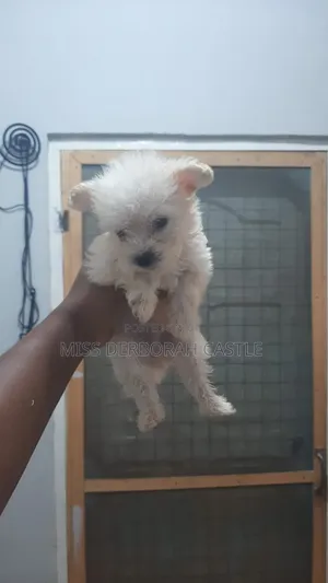 1-3 months Male Purebred Poodle