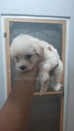 1-3 months Male Purebred Poodle