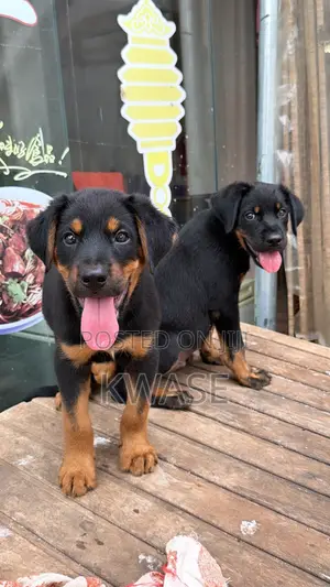1-3 months Male Purebred Rottweiler