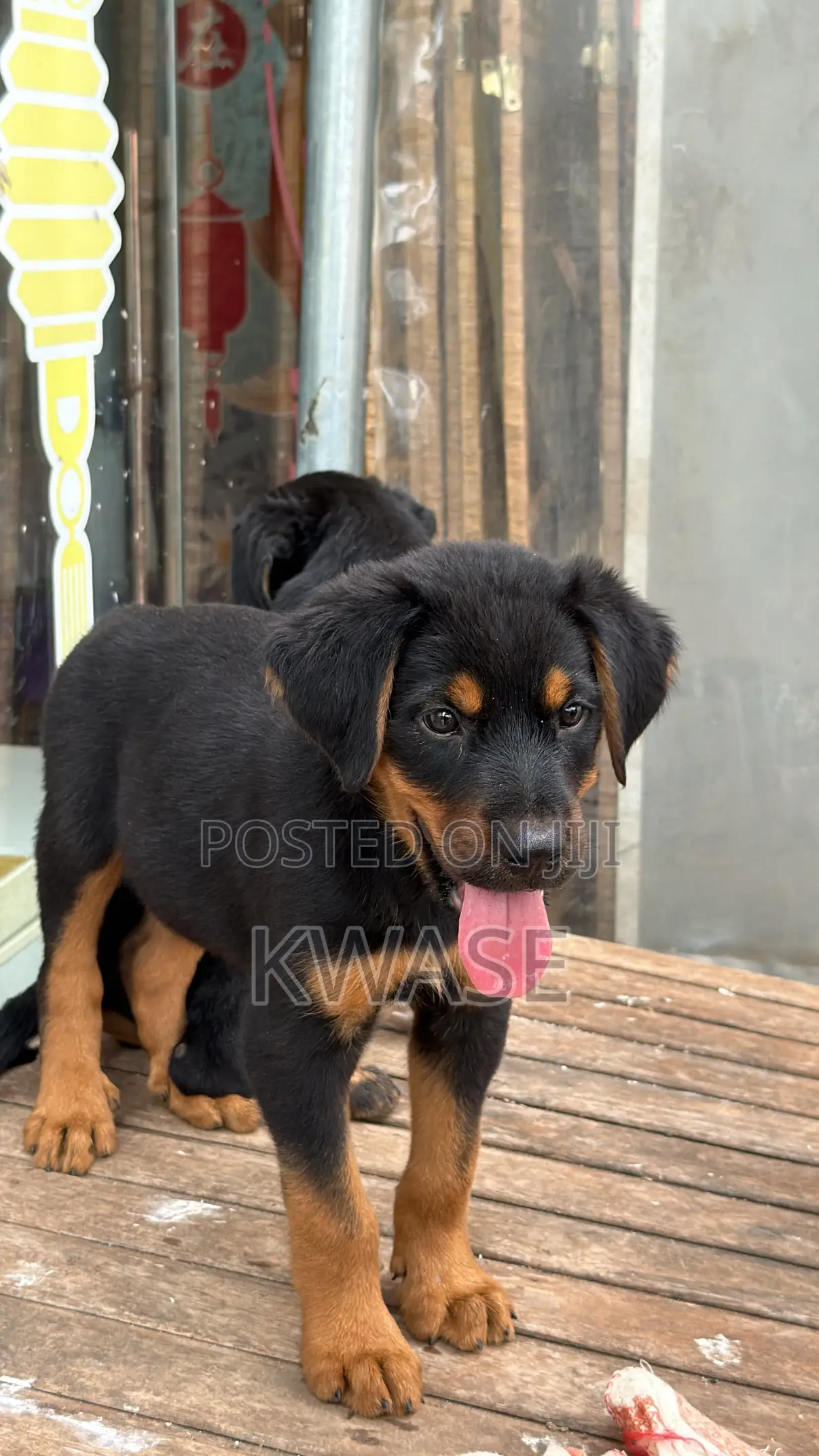 1-3 months Male Purebred Rottweiler