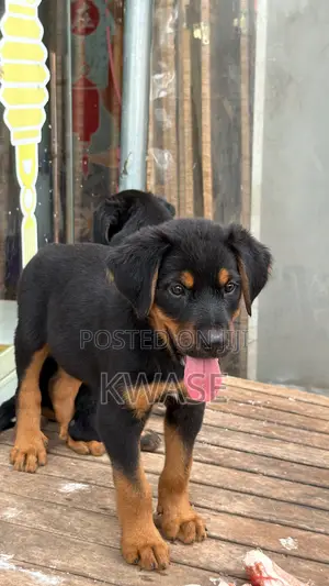1-3 months Male Purebred Rottweiler