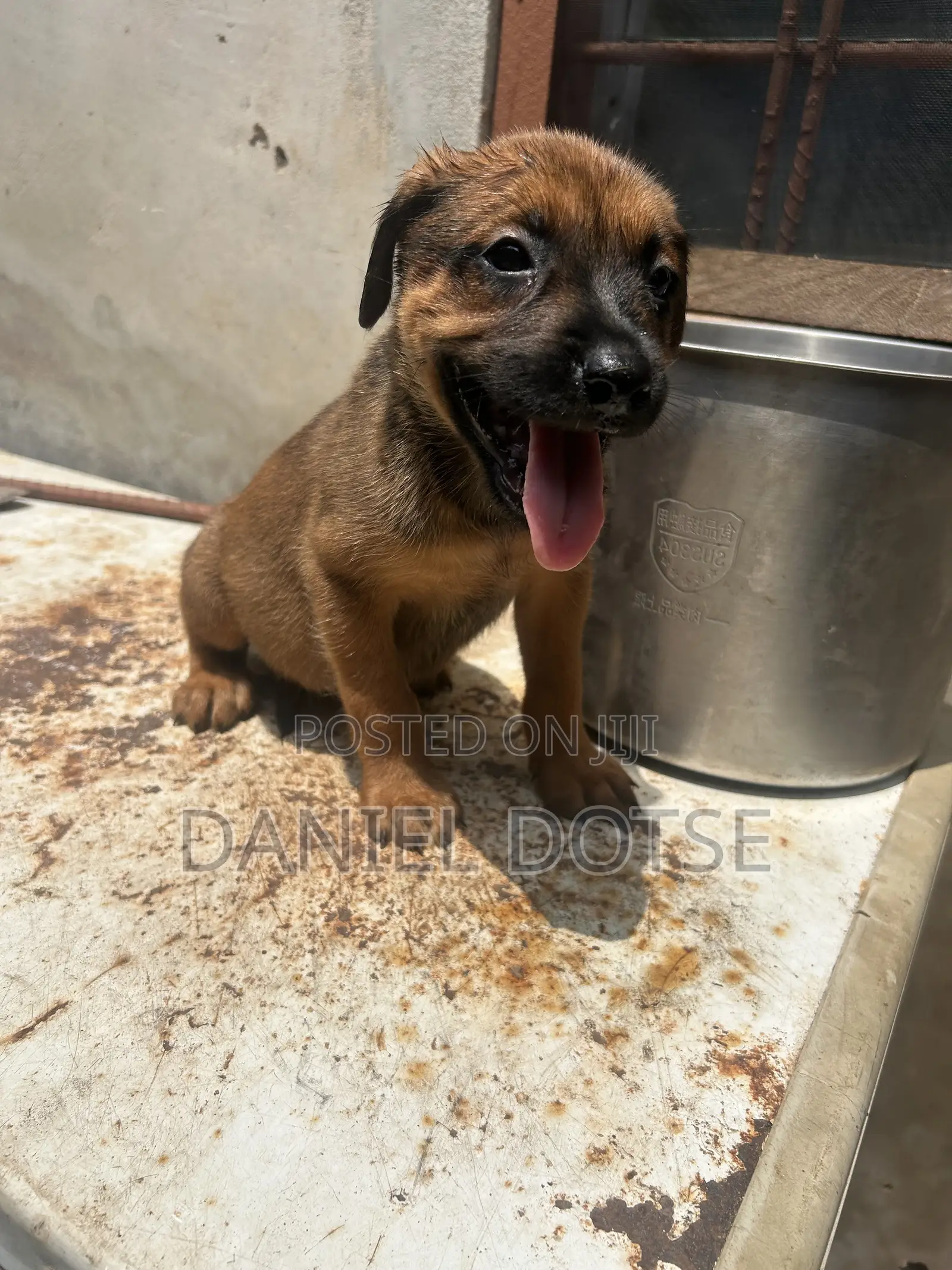 1-3 months Male Mixed Breed Belgian Malinois