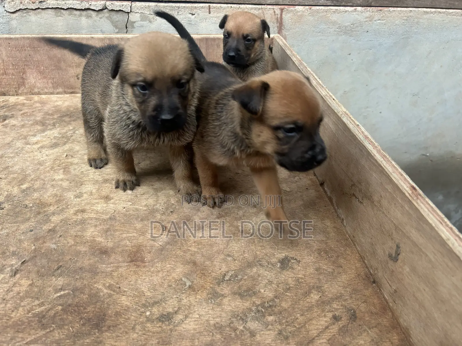 1-3 months Male Mixed Breed Belgian Malinois