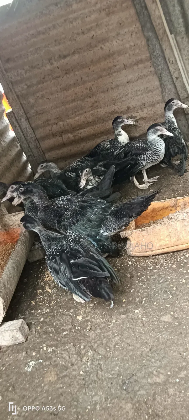 Healthy 21⁄2-Month-Old Muscovy Ducks for Sale