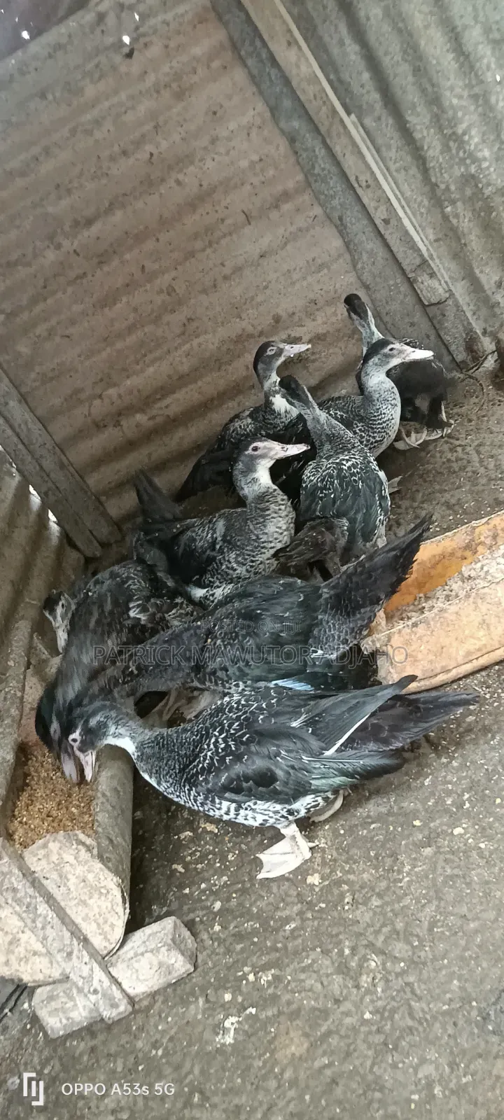 Healthy 21⁄2-Month-Old Muscovy Ducks for Sale