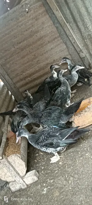 Healthy 21⁄2-Month-Old Muscovy Ducks for Sale