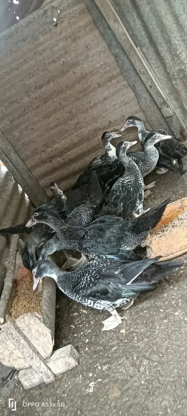 Healthy 21⁄2-Month-Old Muscovy Ducks for Sale