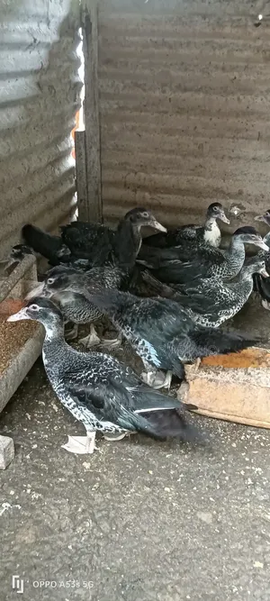 Healthy 21⁄2-Month-Old Muscovy Ducks for Sale