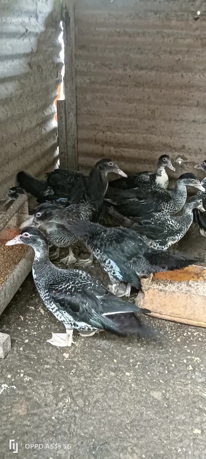 Healthy 21⁄2-Month-Old Muscovy Ducks for Sale