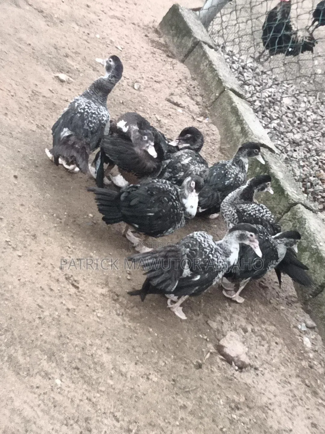 Healthy 21⁄2-Month-Old Muscovy Ducks for Sale