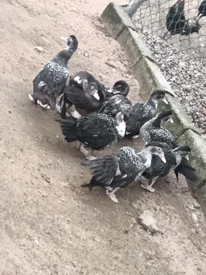 Healthy 21⁄2-Month-Old Muscovy Ducks for Sale