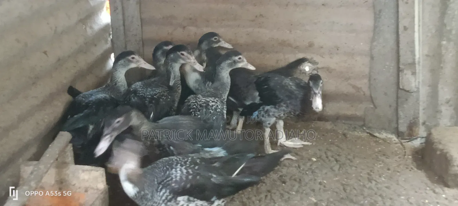 Healthy 21⁄2-Month-Old Muscovy Ducks for Sale