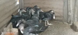 Healthy 3-4 Months-Old Muscovy Ducks for Sale