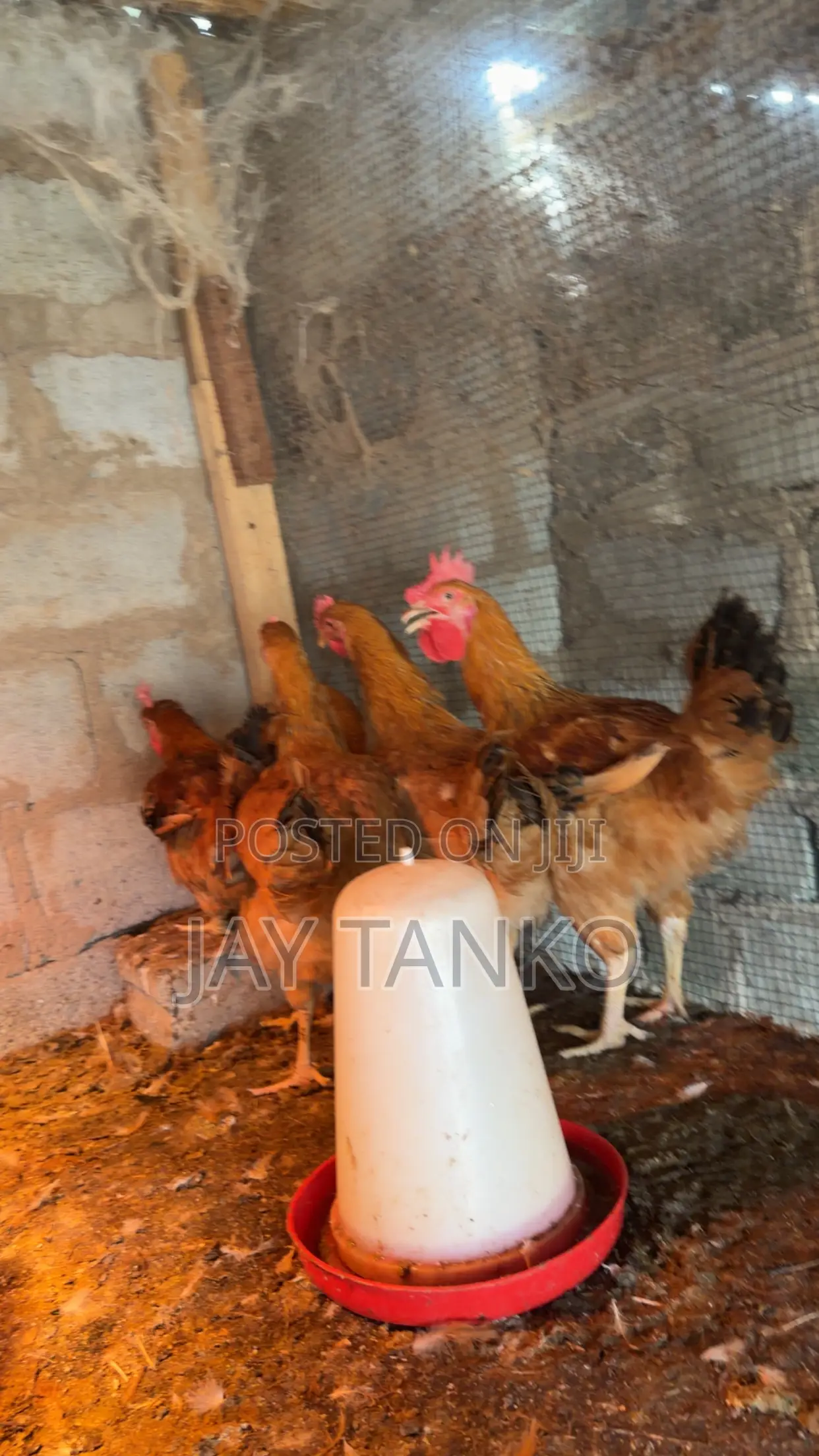 Sasso Chickens