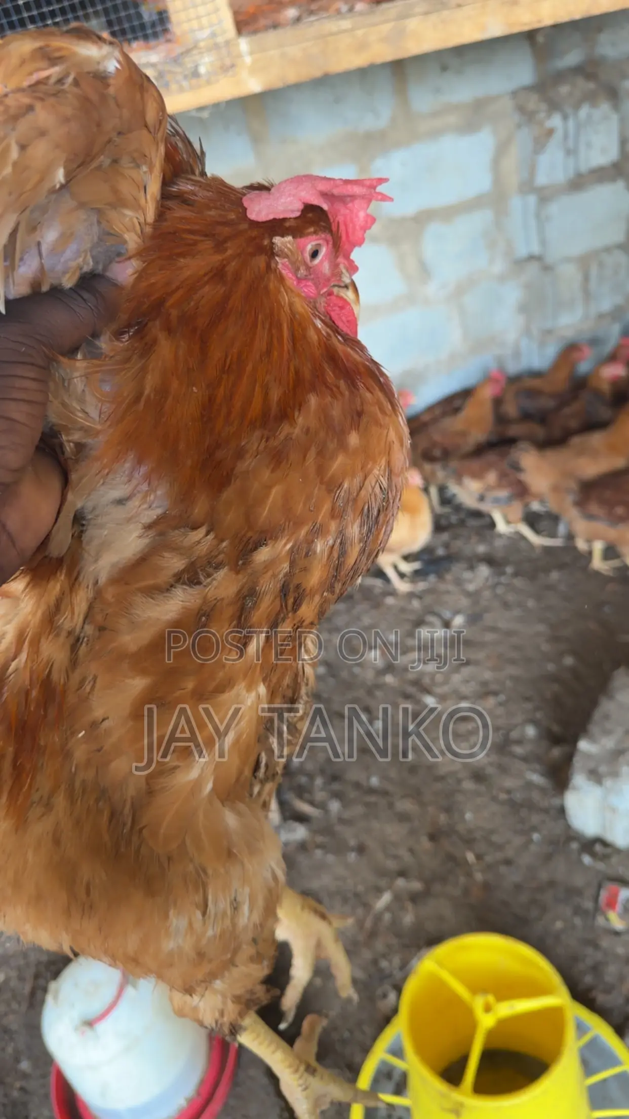 Sasso Chickens