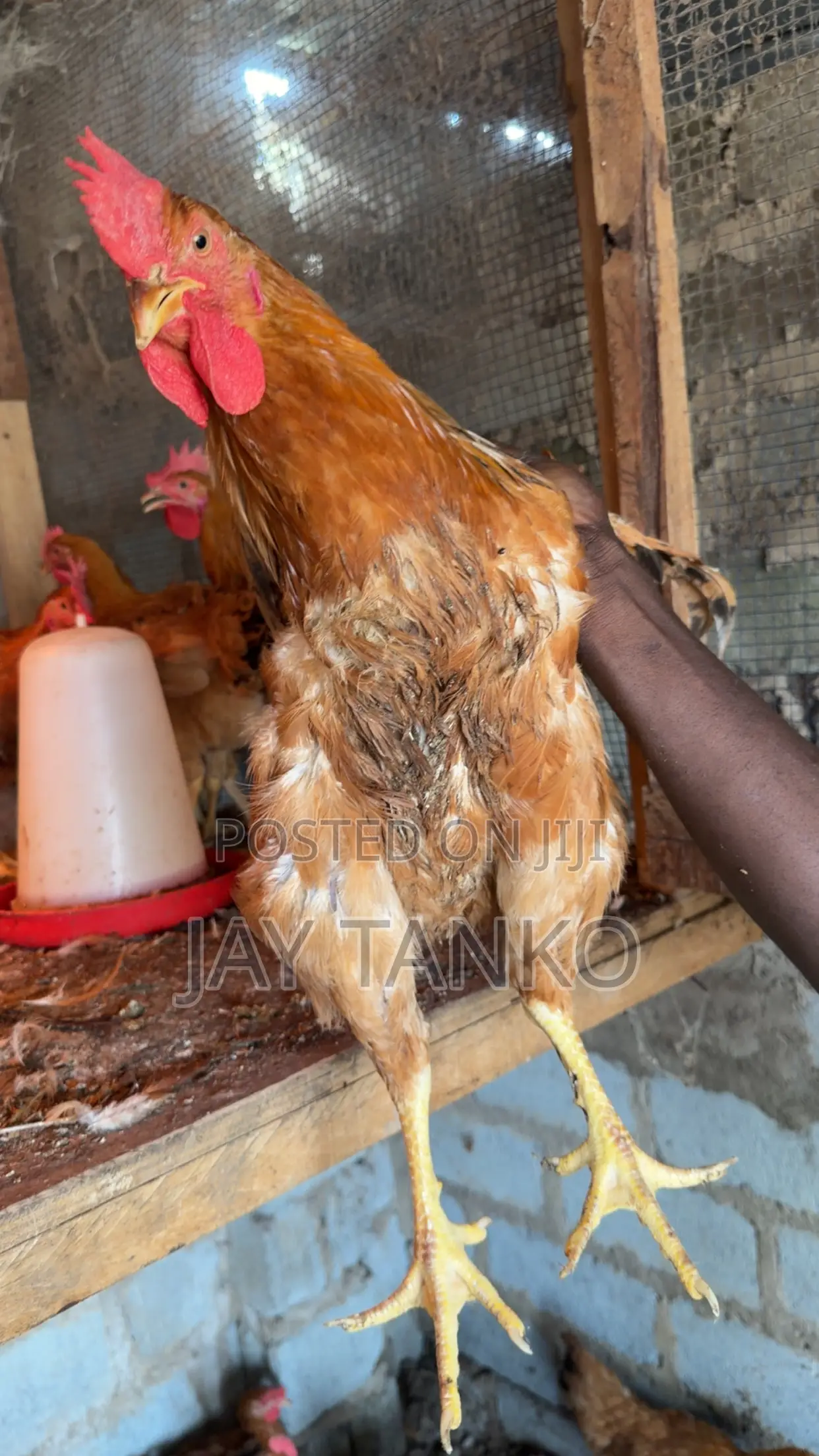Sasso Chickens