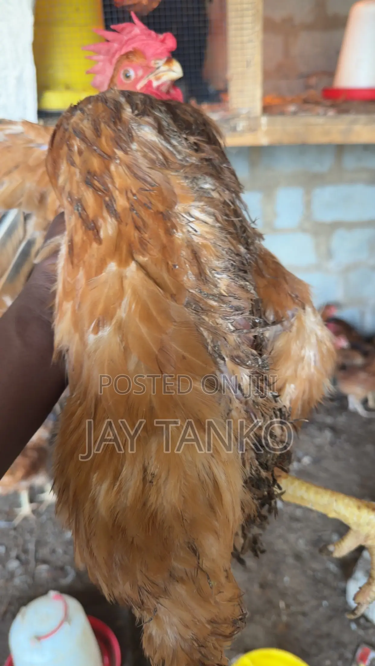 Sasso Chickens