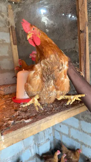 Sasso Chickens