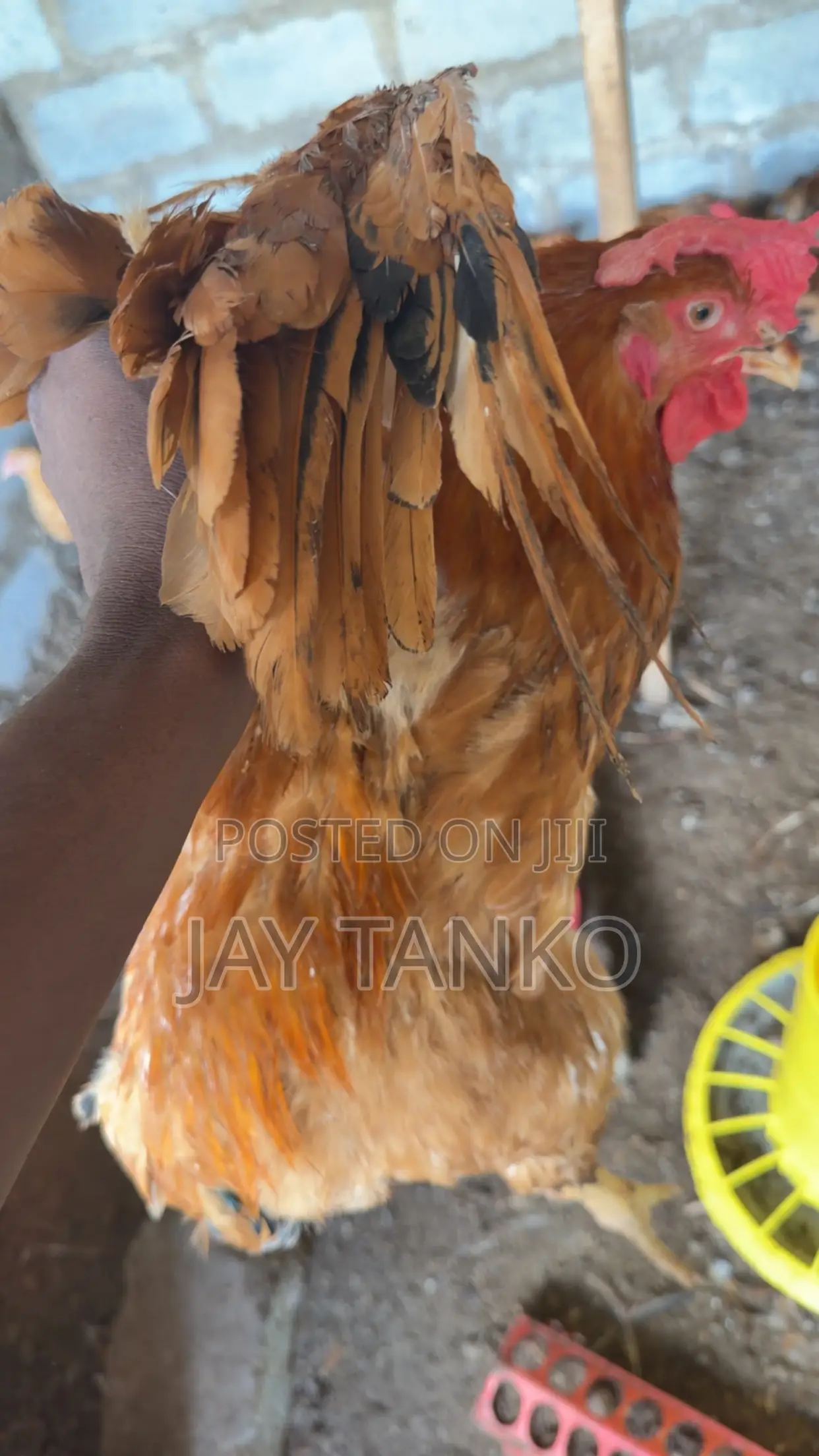 Sasso Chickens