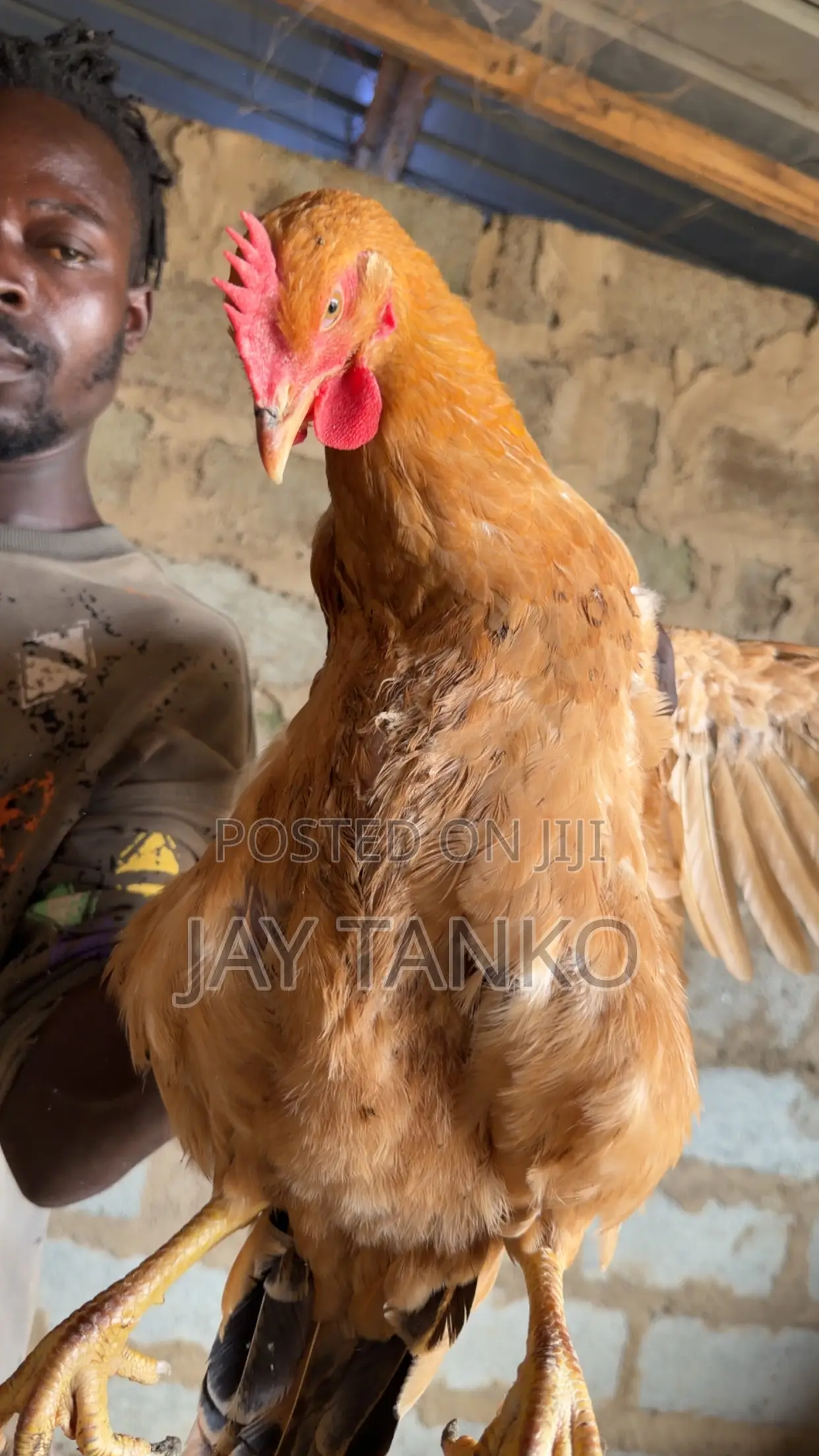Sasso Chickens