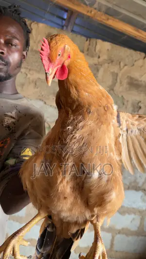 Sasso Chickens