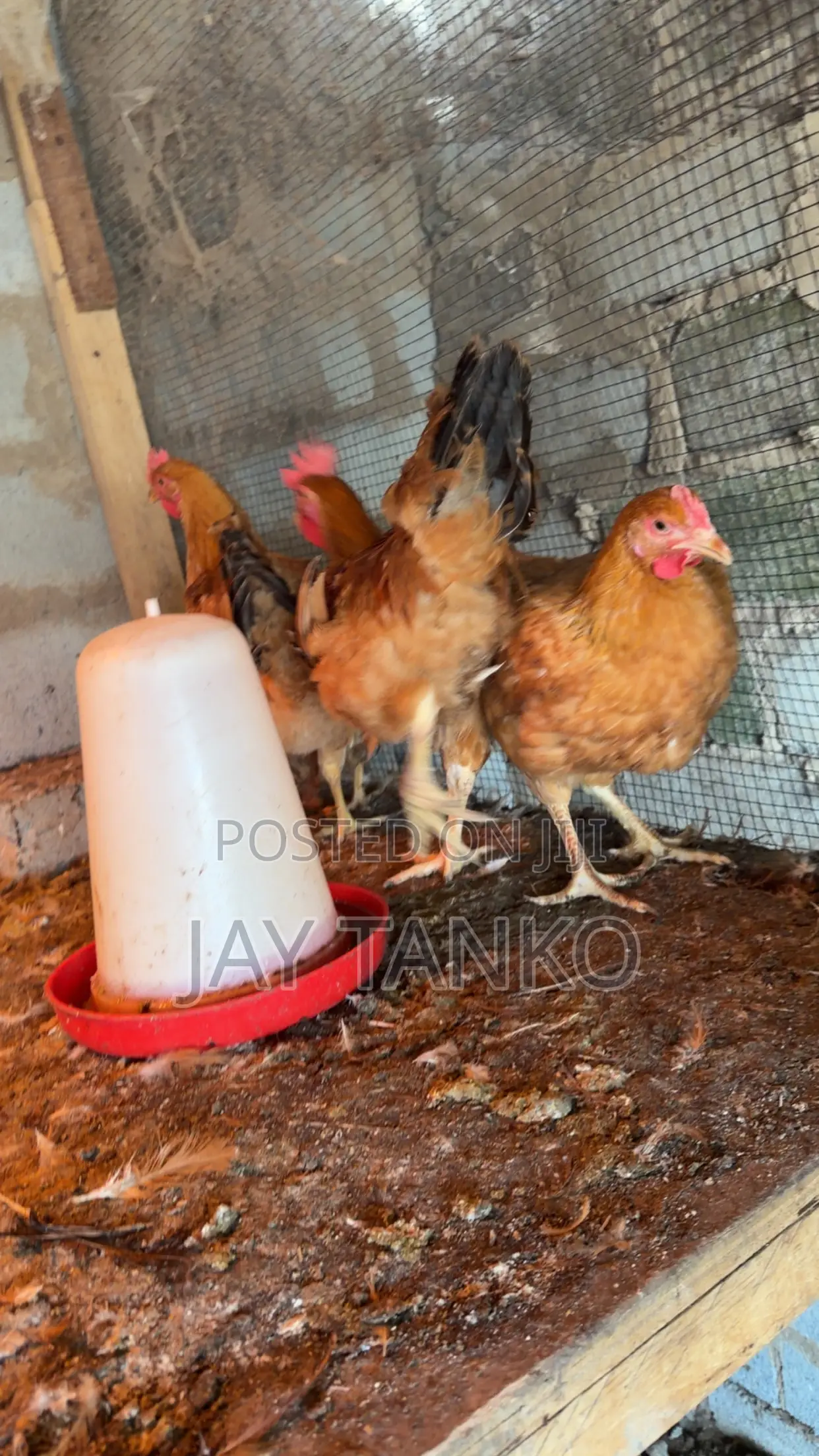 Sasso Chickens