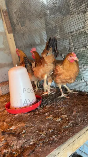 Sasso Chickens