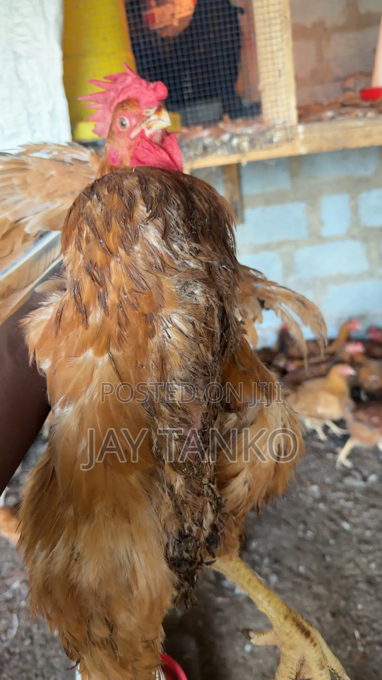 Sasso Chickens