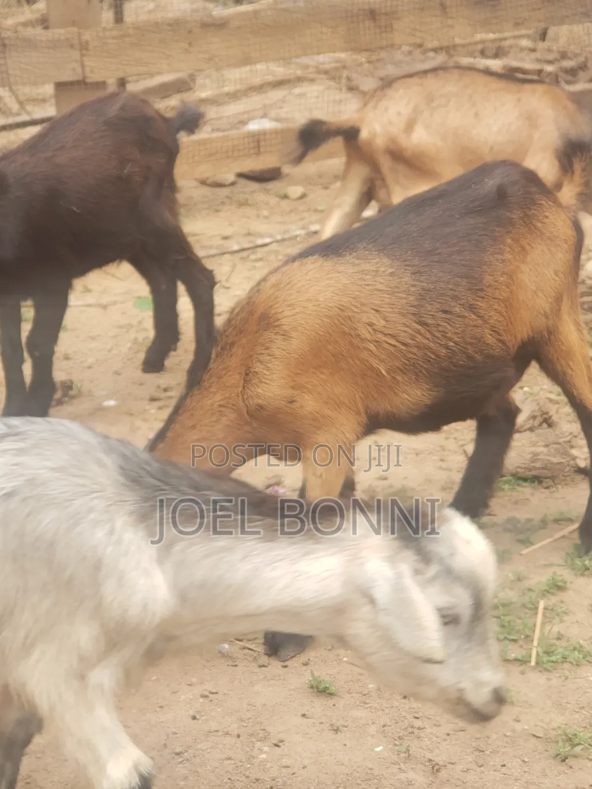 Pregnant Goat