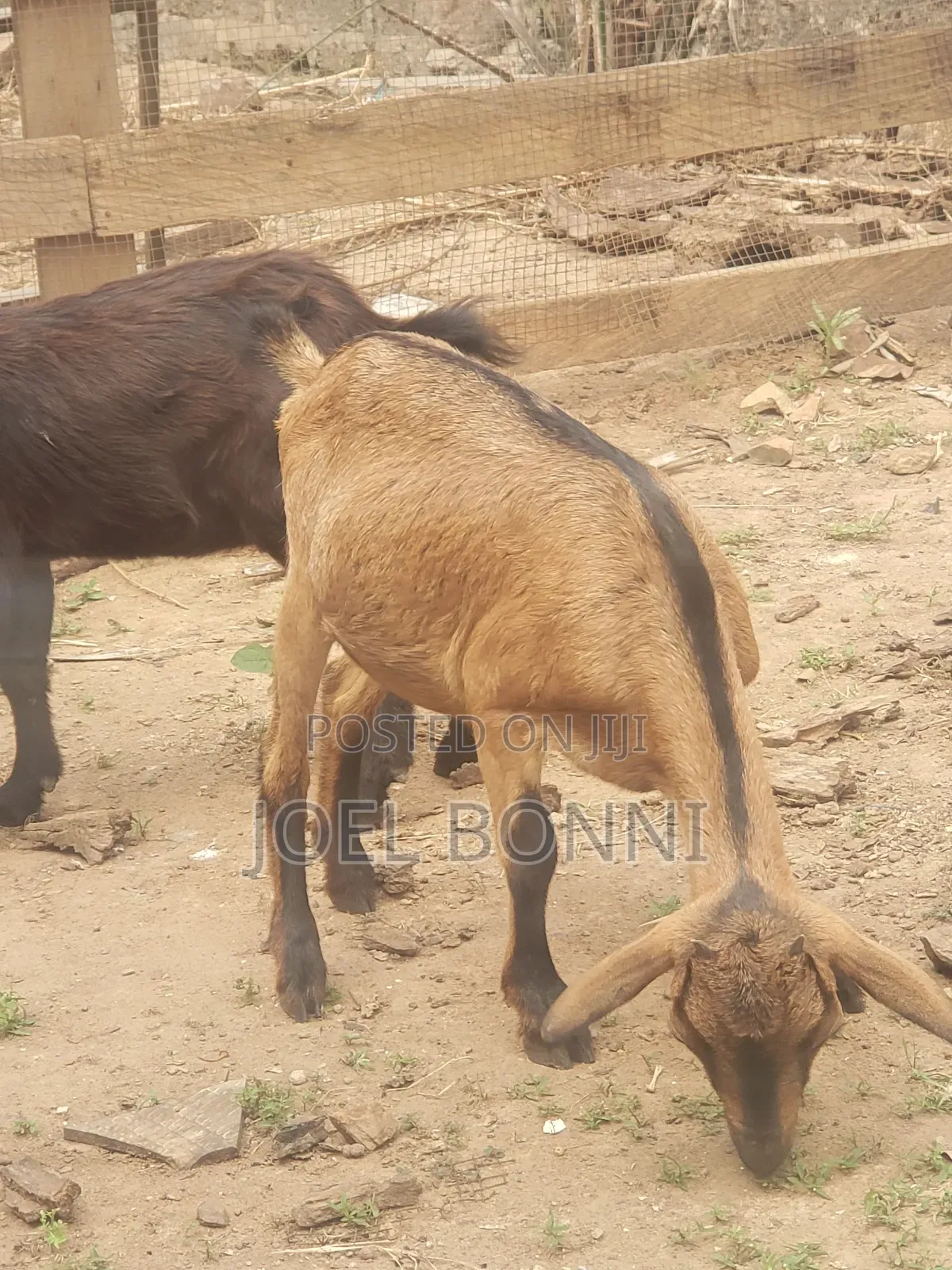 Pregnant Goat