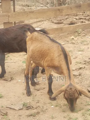Pregnant Goat